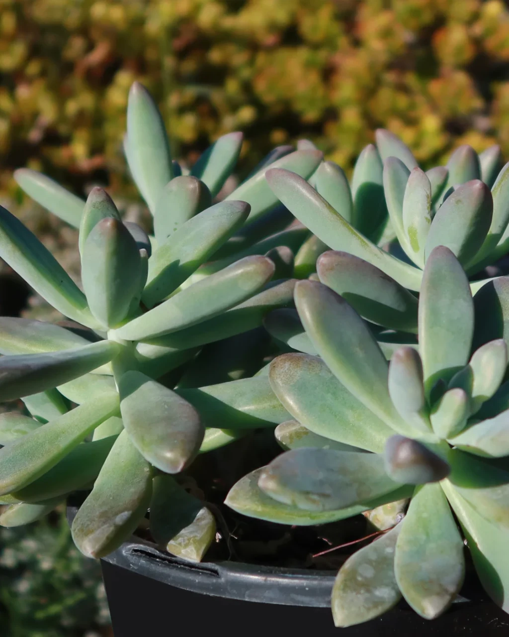 Graptosedum 'Daniel-san'