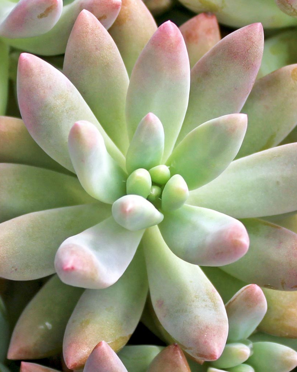 Graptosedum 'Darley Sunshine'