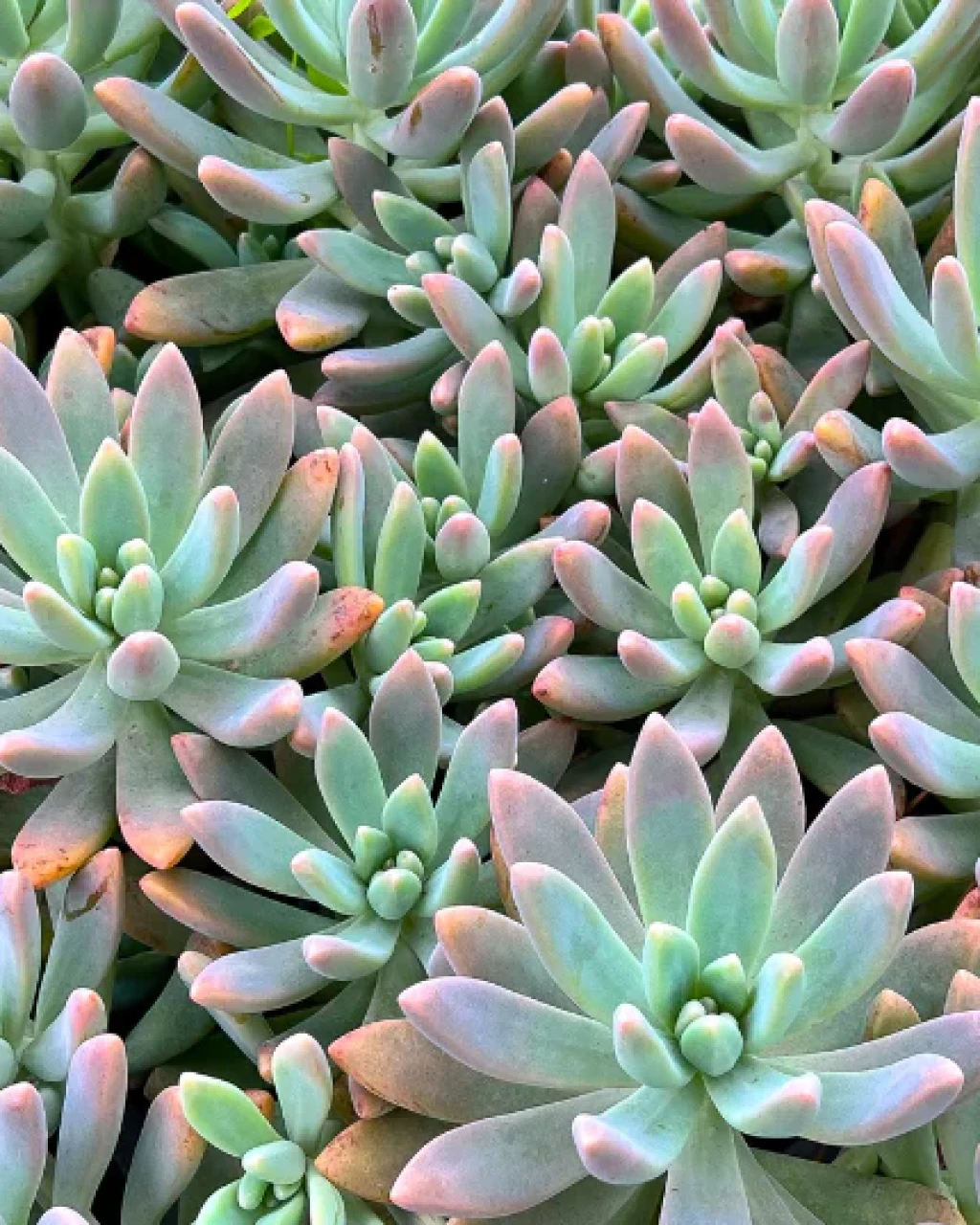 Graptosedum 'Francesco Baldi'