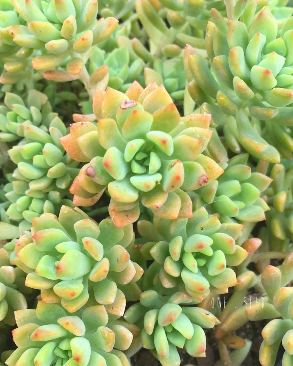 Graptosedum 'Joan Steele'