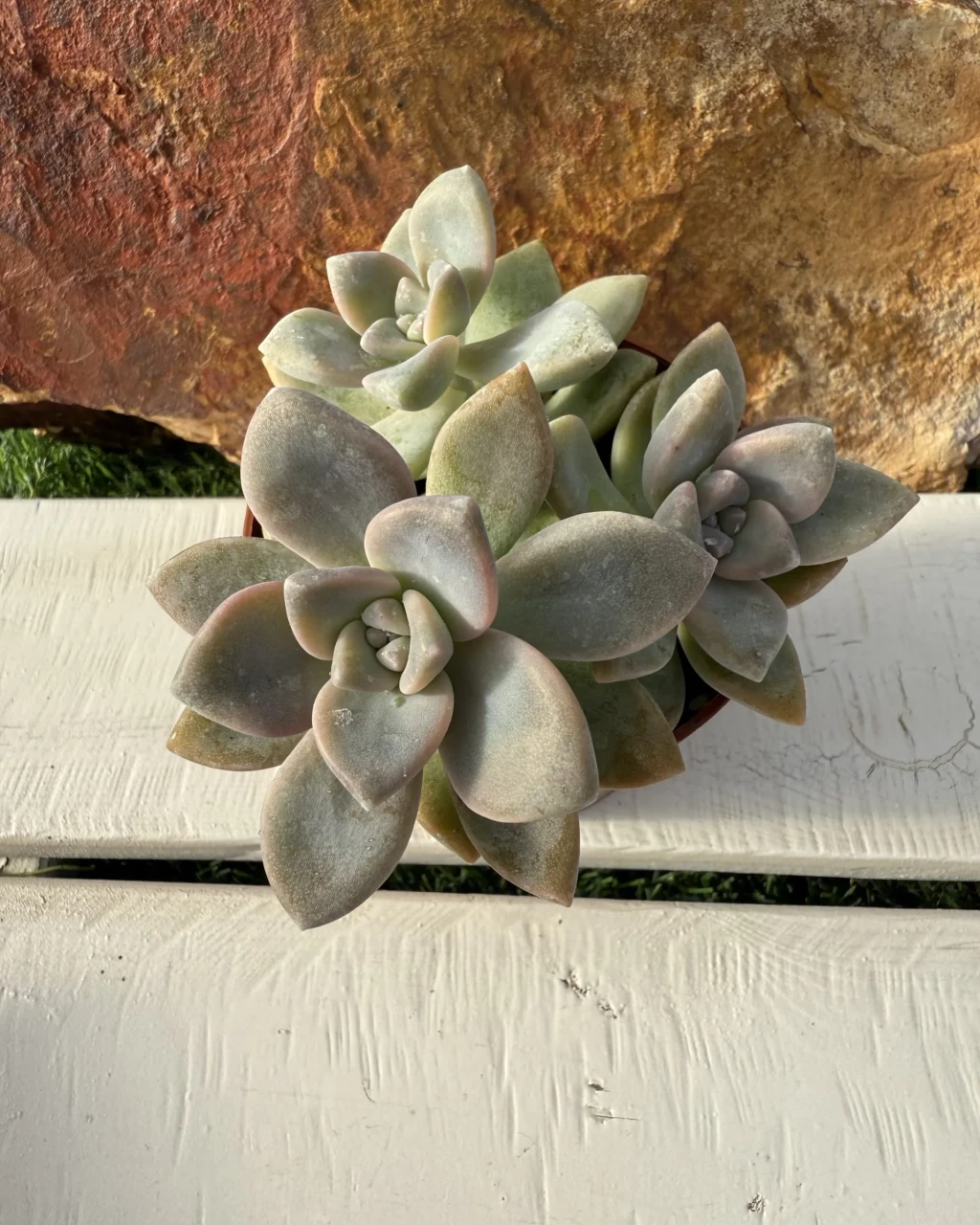 Graptosedum 'Nuit Blanche'