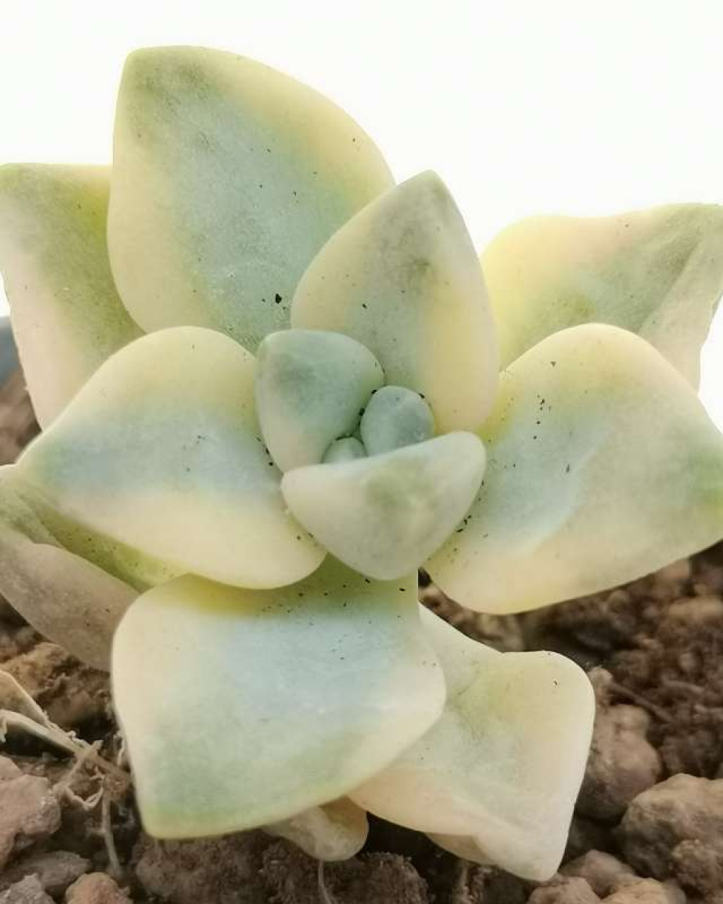 Graptosedum 'Nuit Blanche' f. variegata