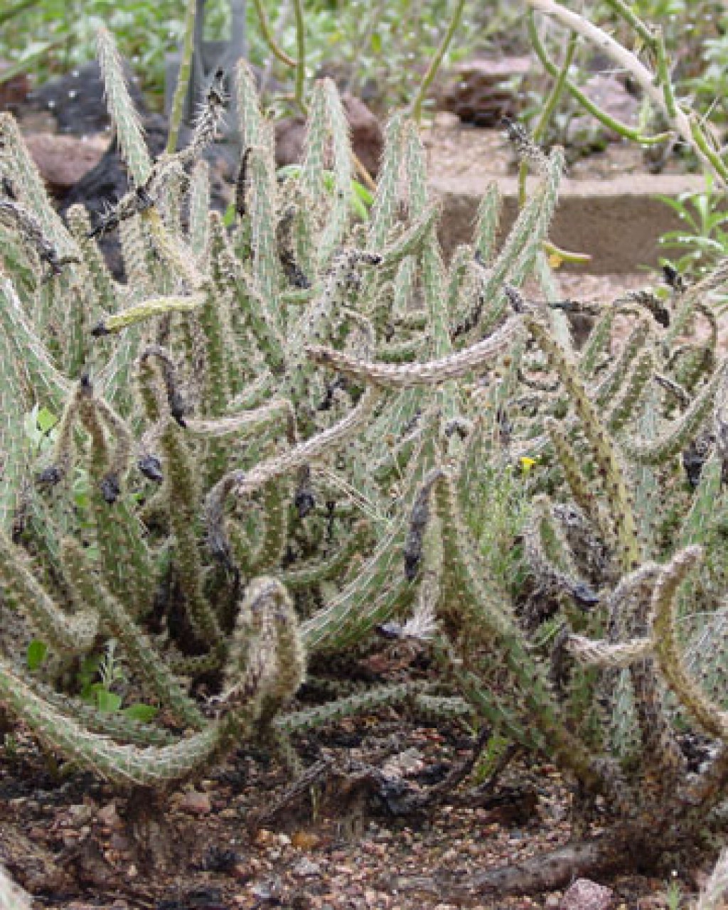 Grusonia Marenae
