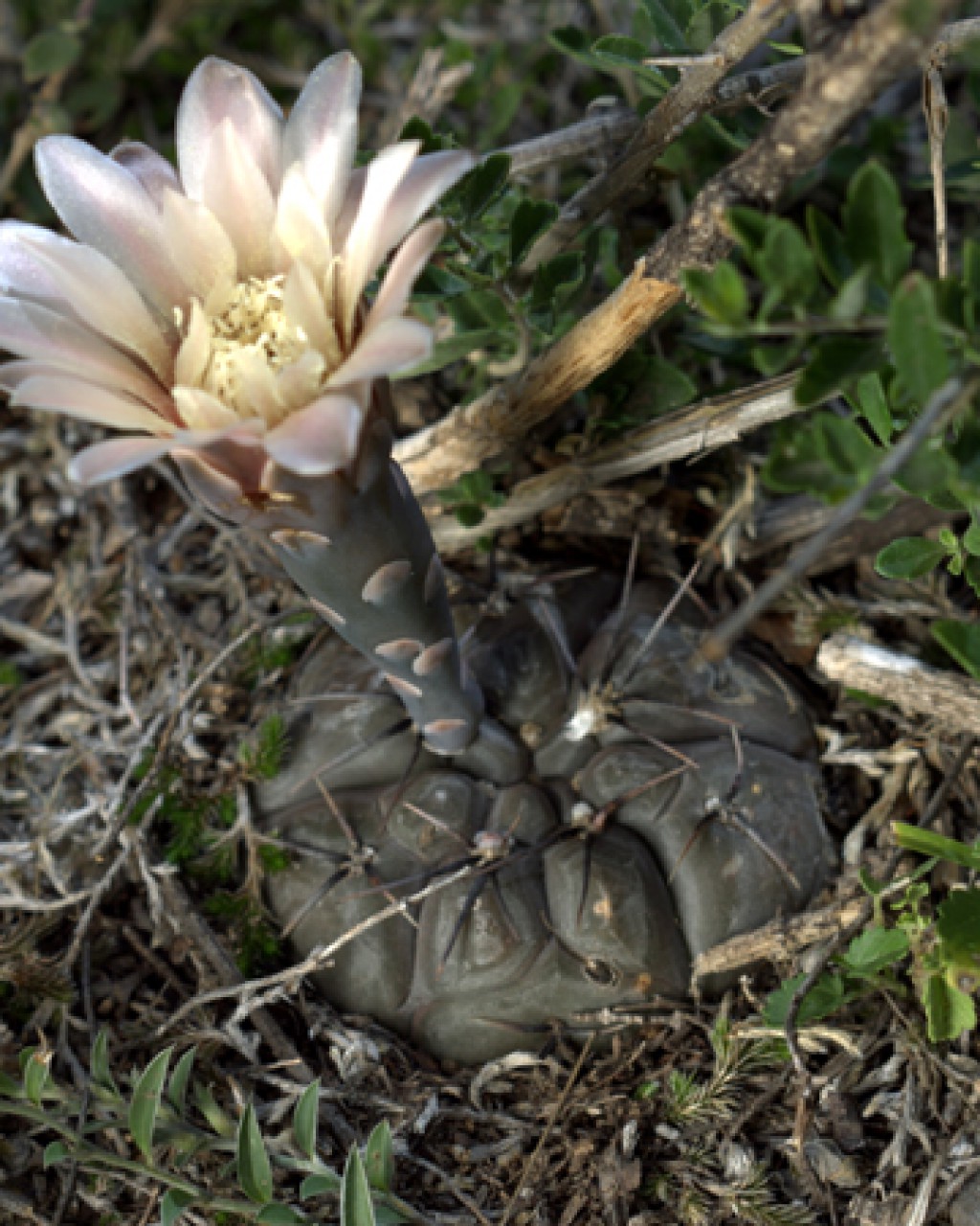 Gymnocalycium Berchtii