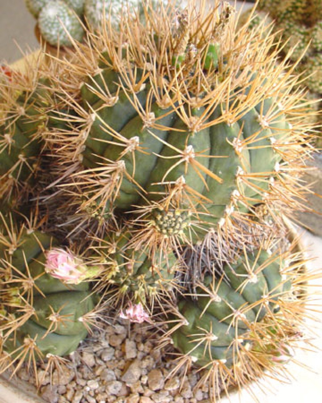 Gymnocalycium Eurypleurum