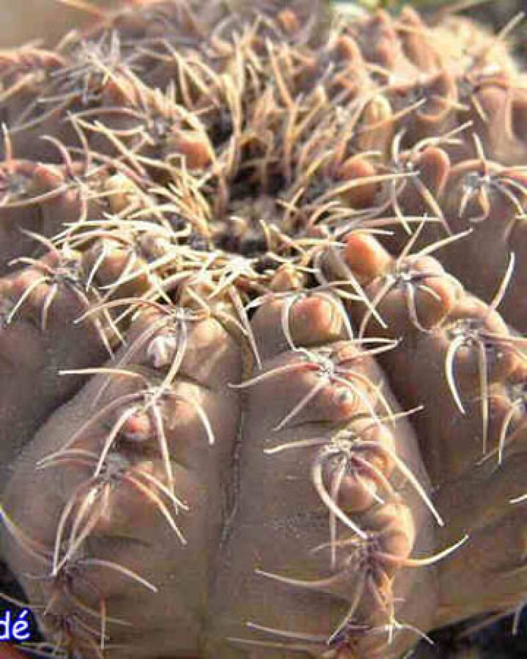 Gymnocalycium Parvulum