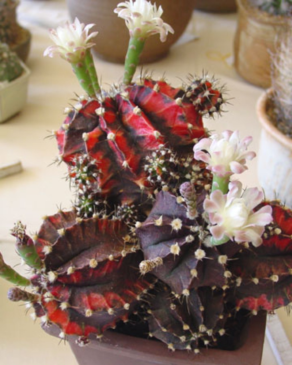 Gymnocalycium Stenopleurum