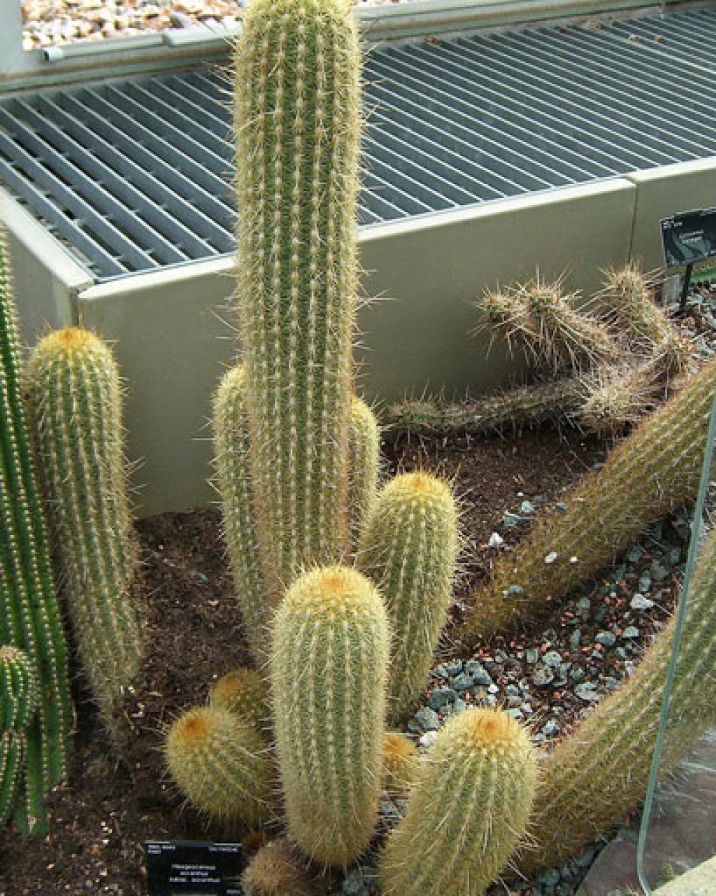 Haageocereus Acranthus