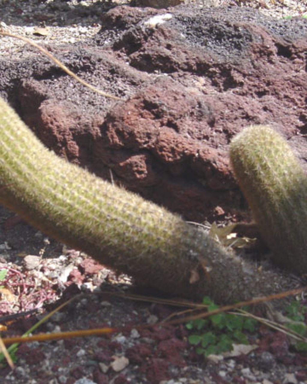 Haageocereus Versicolor