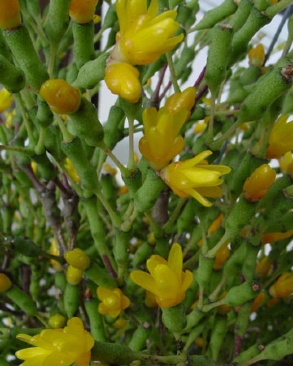 Hatiora Salicornioides