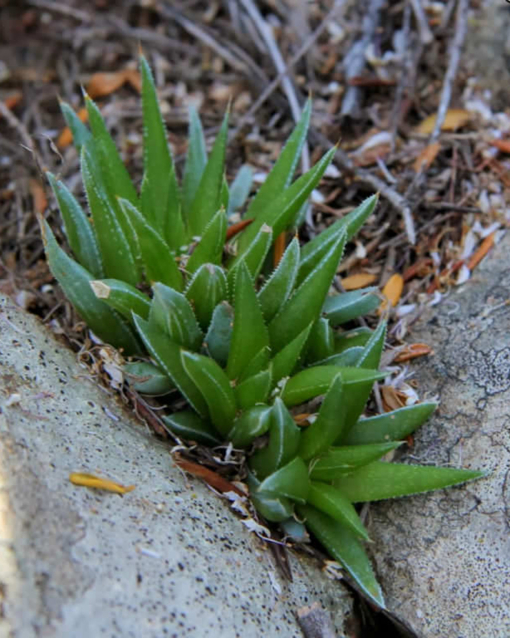 Haworthia angustifolia