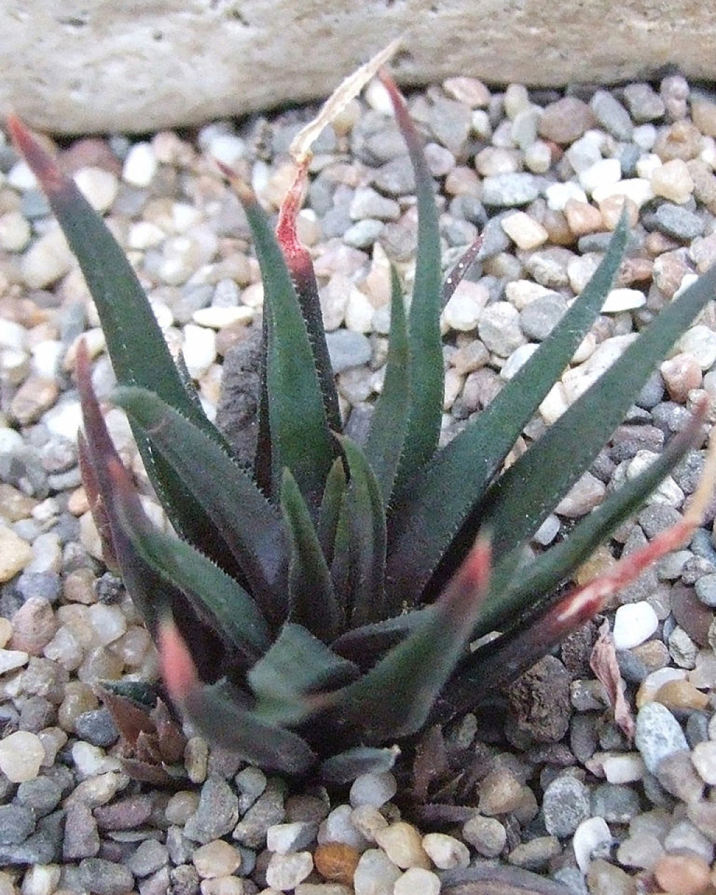 Haworthia angustifolia var. altissima