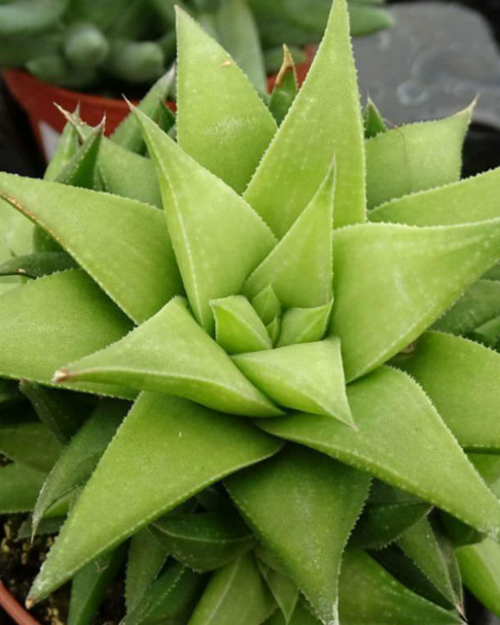 Haworthia angustifolia var. baylissii