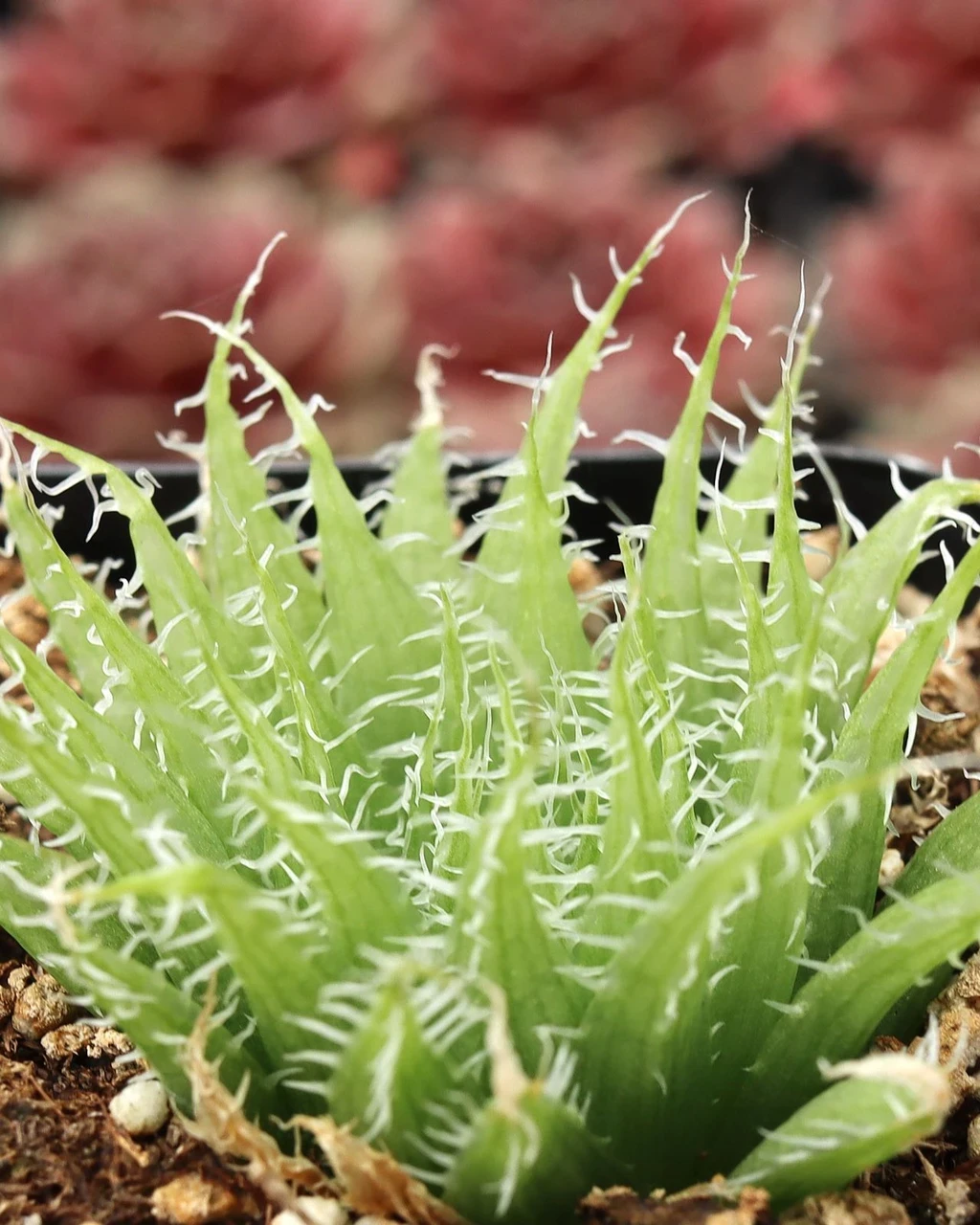 Haworthia arachnoidea