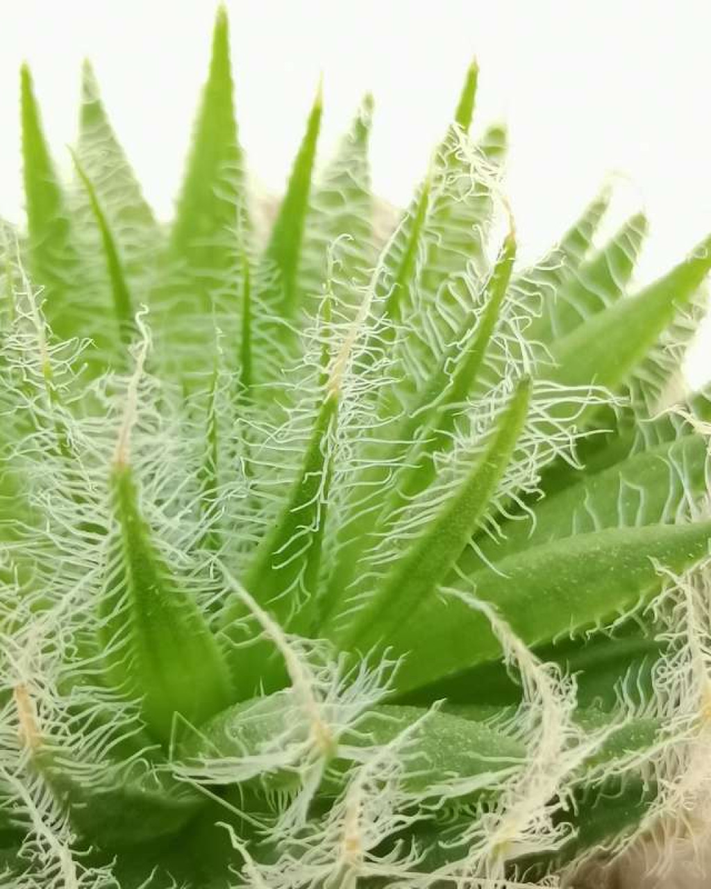 Haworthia arachnoidea var. aranea