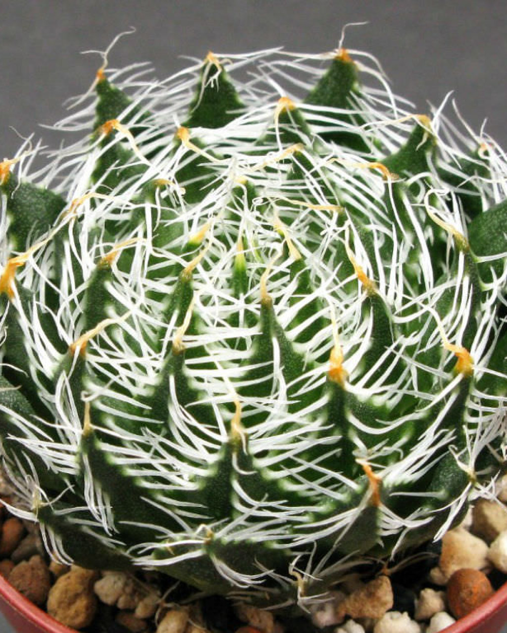Haworthia arachnoidea var. scabrispina