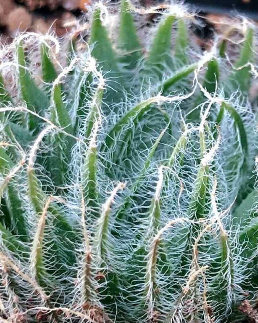 Haworthia arachnoidea var. setata