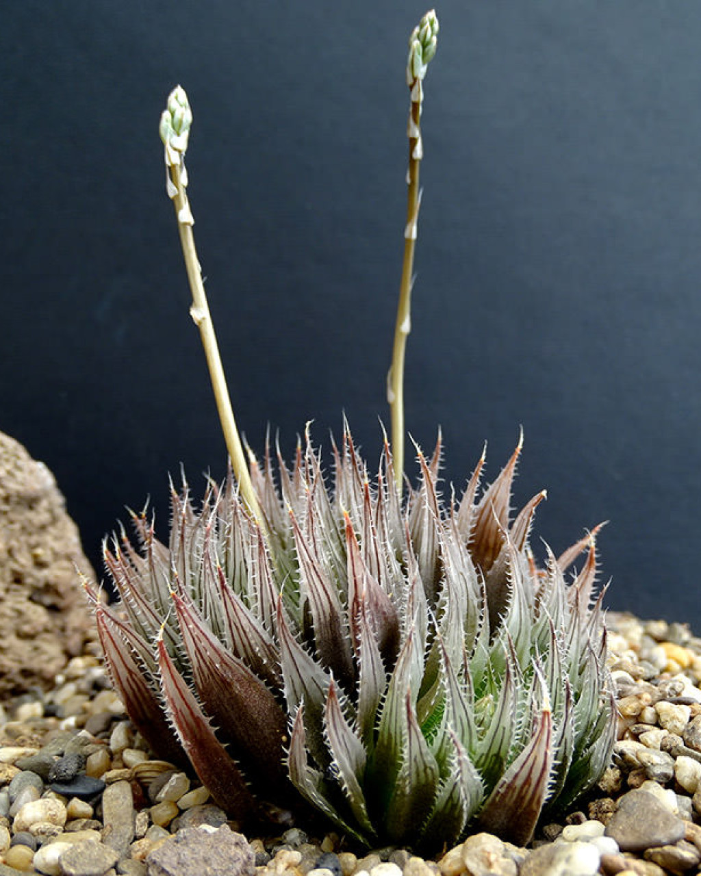 Haworthia aristata