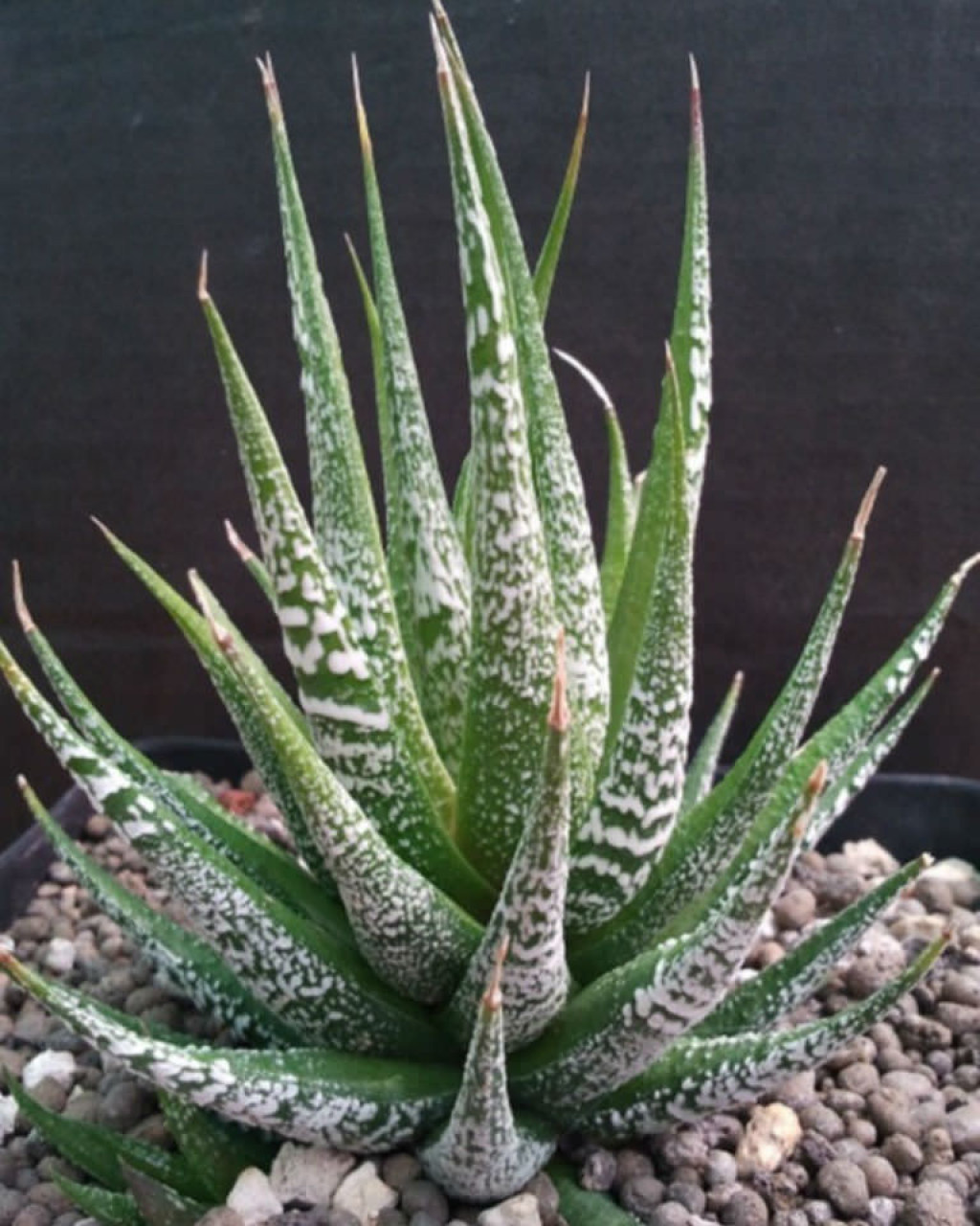 Haworthia attenuata 'Crazed Glaze'