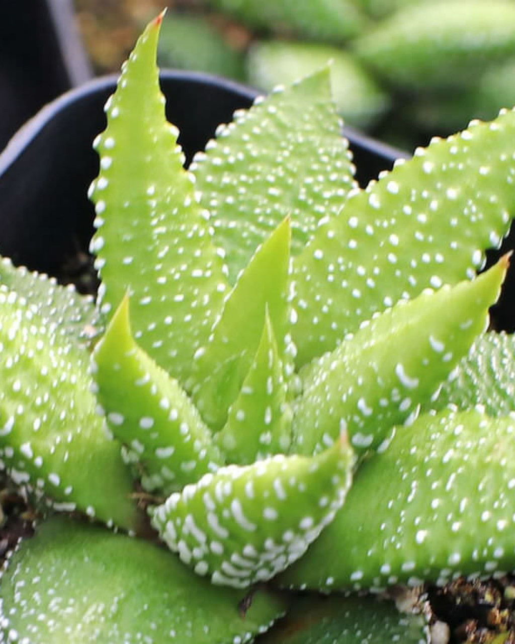 Haworthia attenuata f. tanba