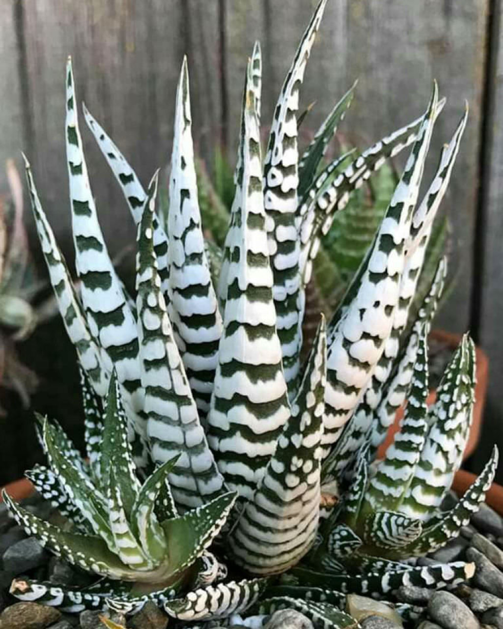 Haworthia attenuata 'Super Zebra'