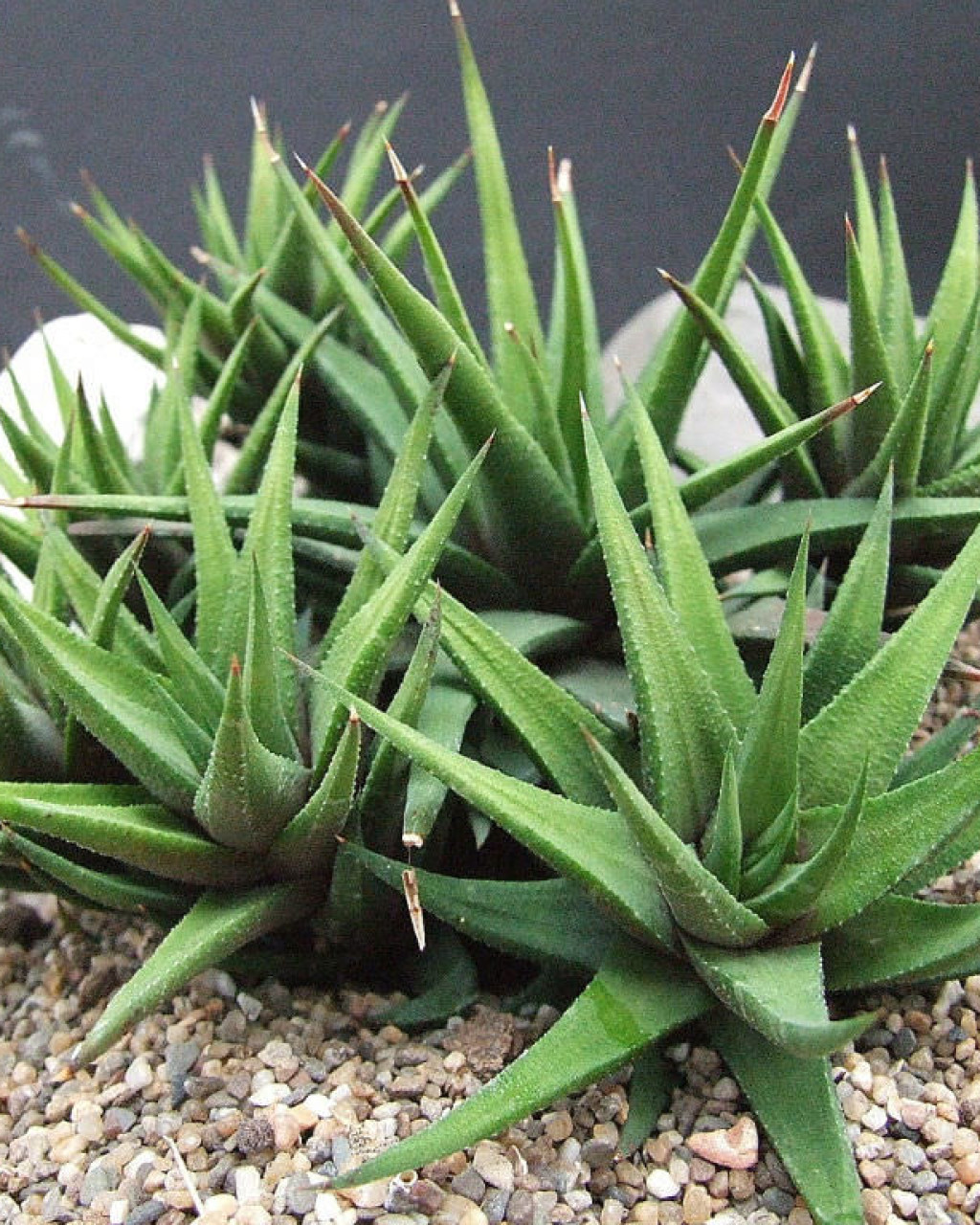 Haworthia attenuata var. glabrata