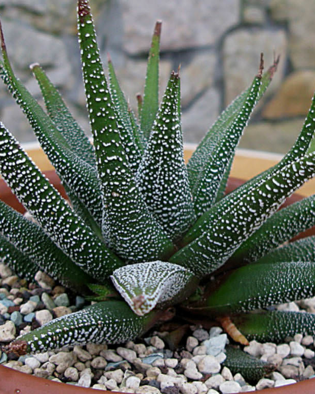 Haworthia attenuata var. radula