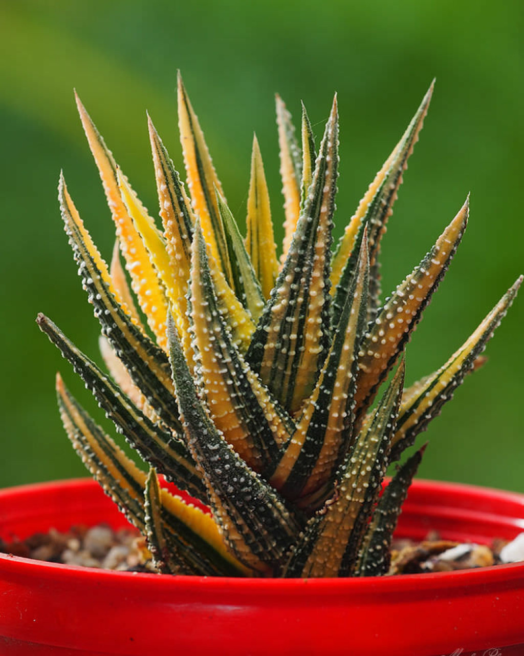 Haworthia attenuata var. radula 'Variegata'