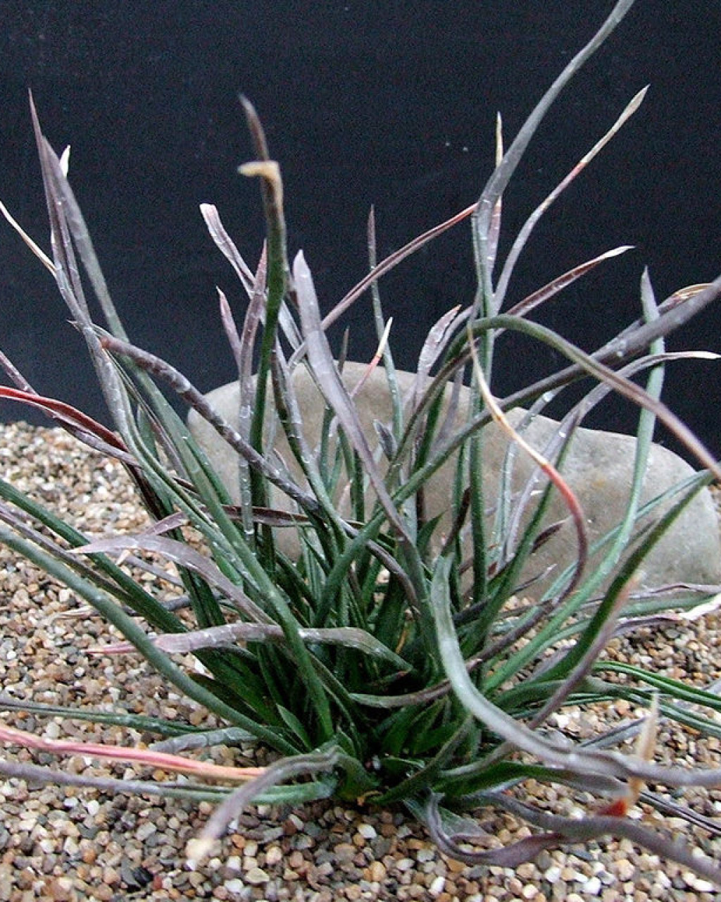 Haworthia blackburniae