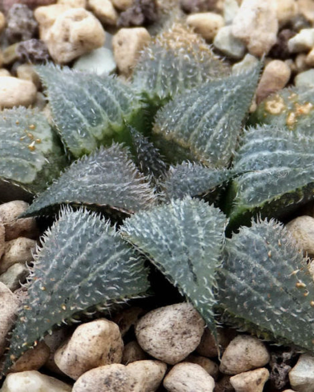 Haworthia bobii