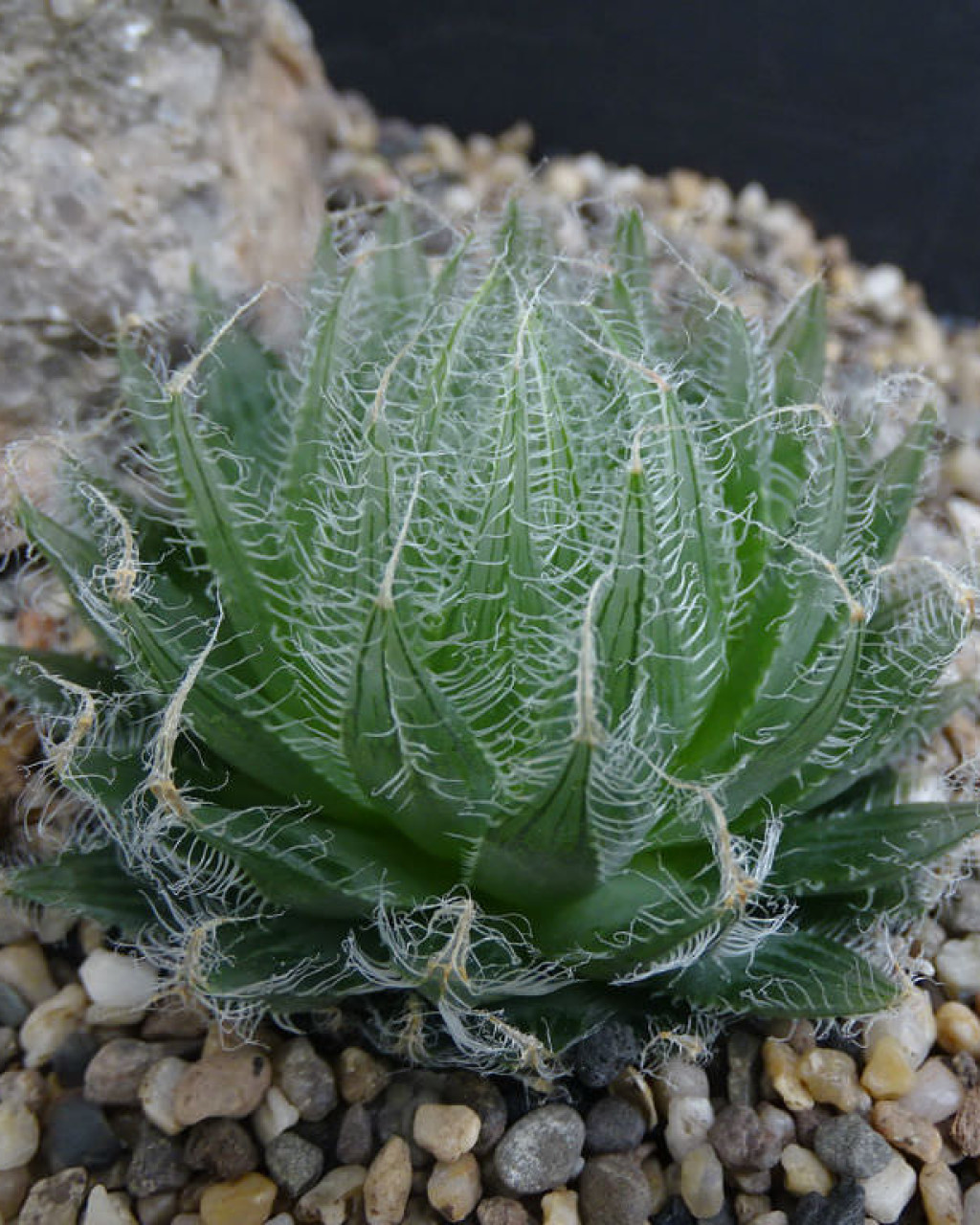 Haworthia bolusii