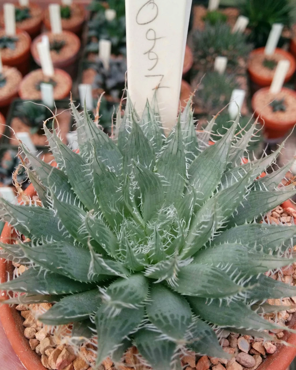 Haworthia bolusii var. blackbeardiana