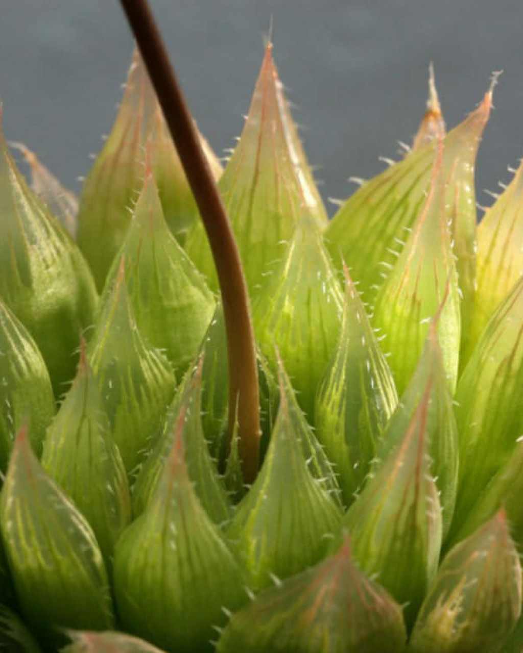 Haworthia bolusii var. pringlei