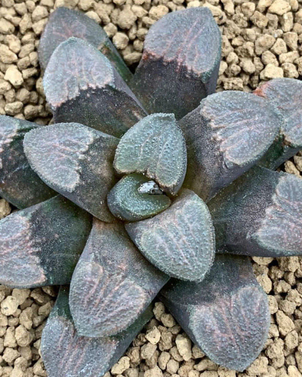 Haworthia bruynsii