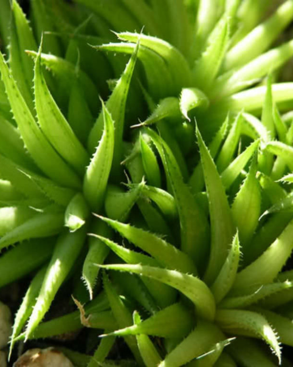 Haworthia chloracantha