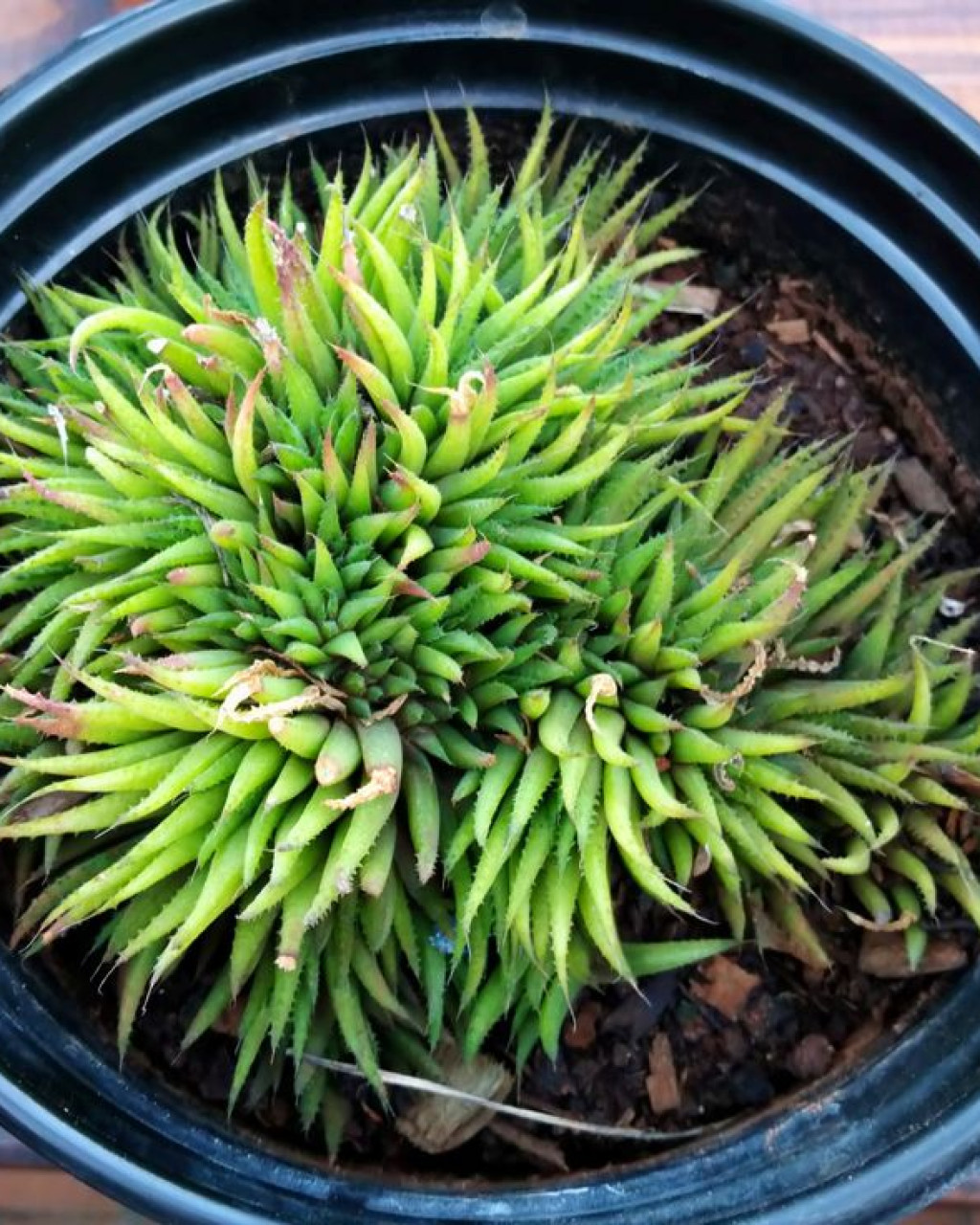 Haworthia chloracantha var. denticulifera