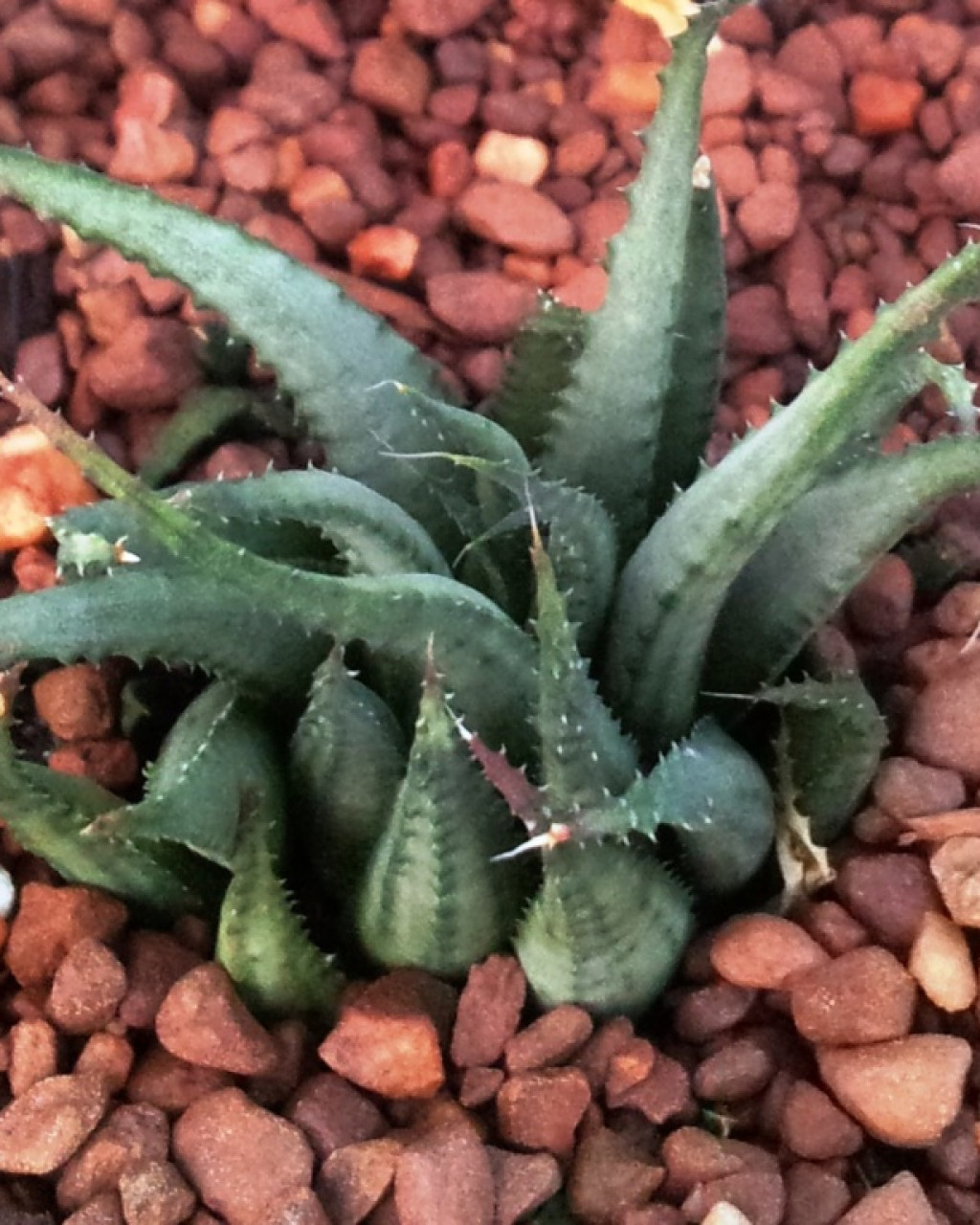 haworthia chloracantha var. subglauca