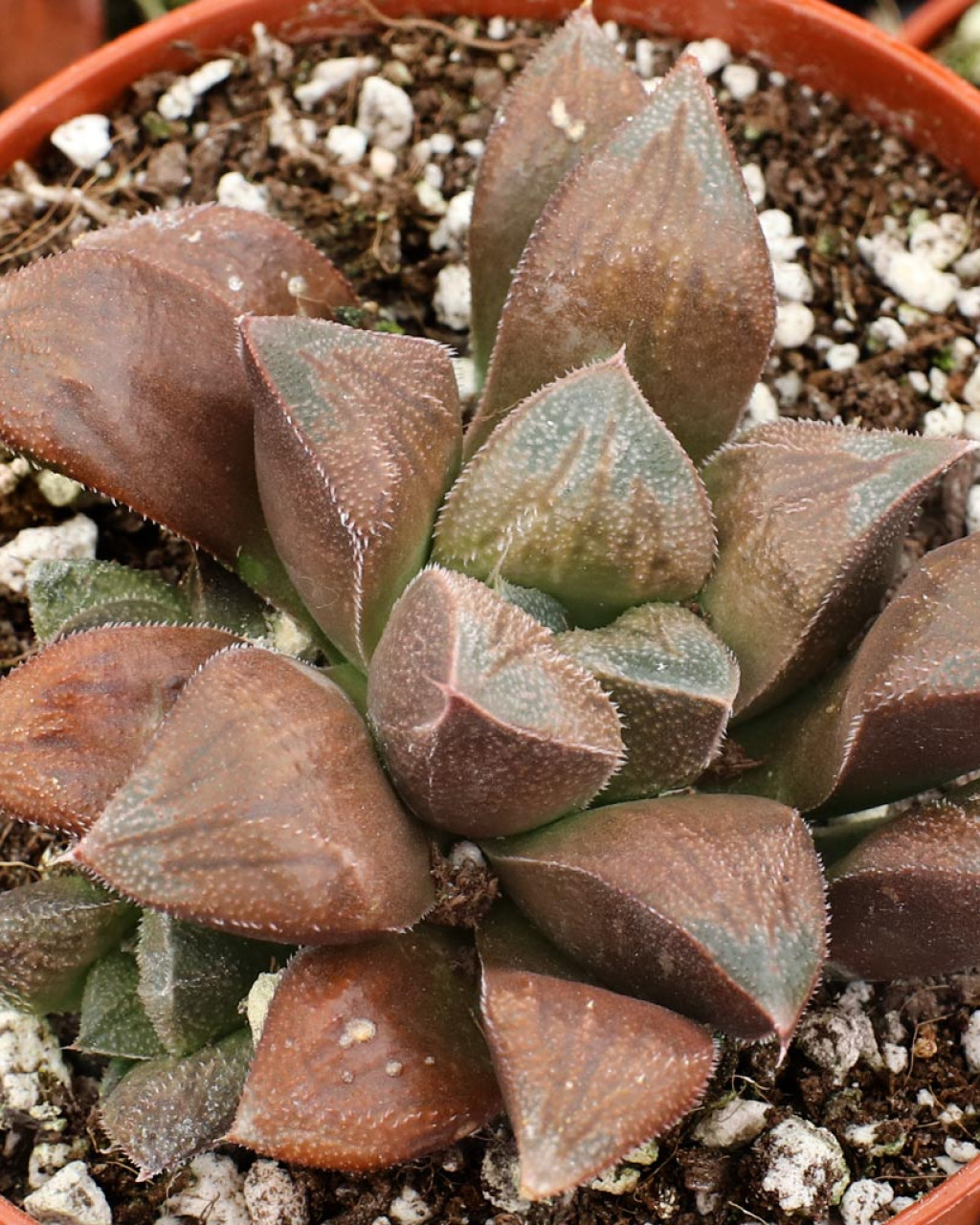 Haworthia 'Chocolate'