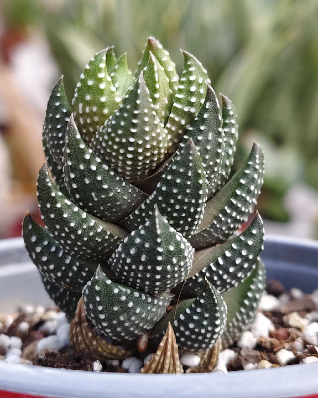 Haworthia coarctata