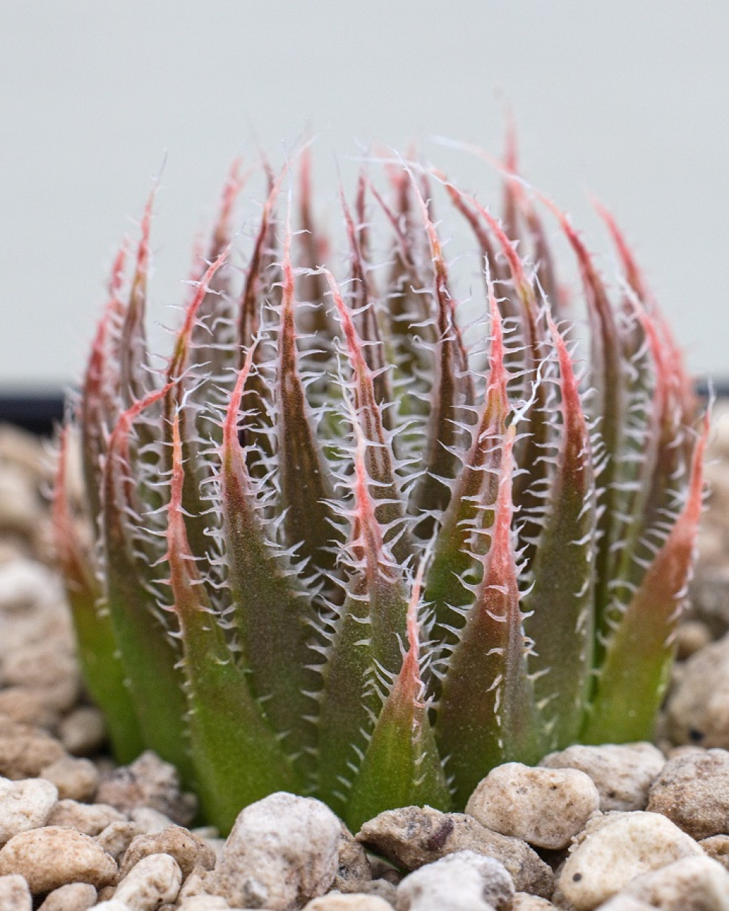 Haworthia cooperi var. doldii