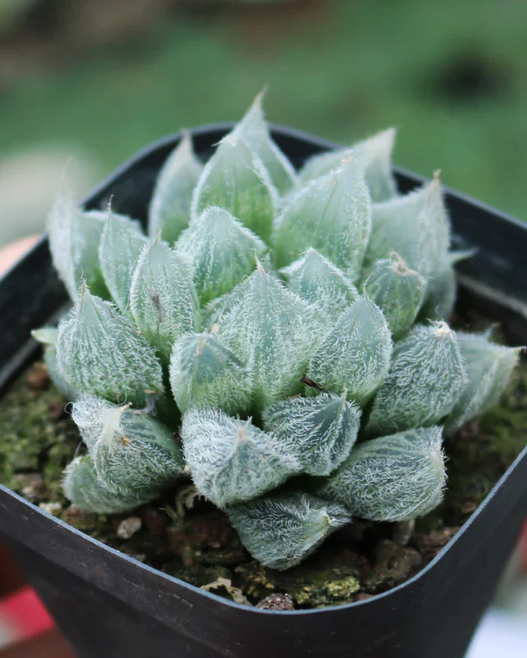 Haworthia cooperi var. venusta