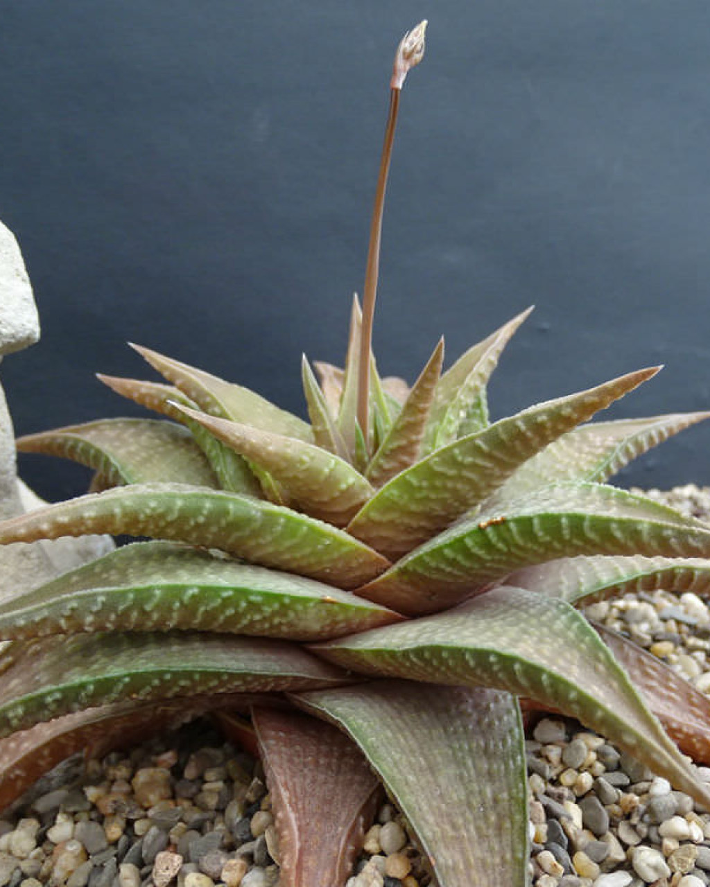 Haworthia 'Crocodile Skin'