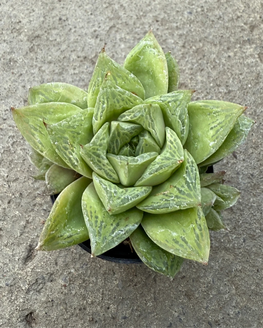 Haworthia cuspidata