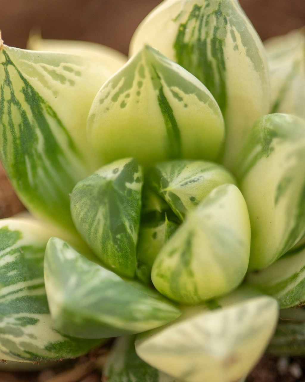 Haworthia cuspidata f. variegata