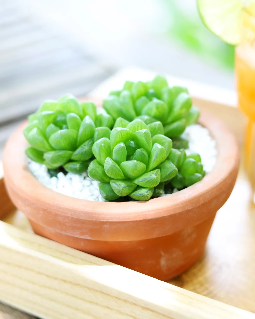 Haworthia cymbiformis var. obtusa