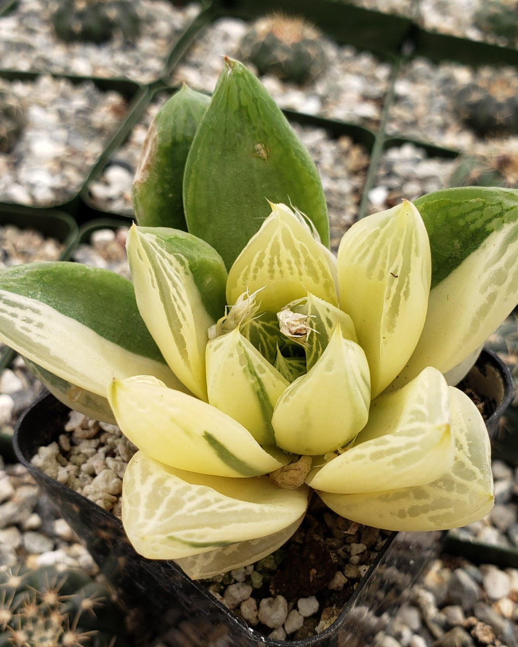 Haworthia cymbiformis 'Variegata'