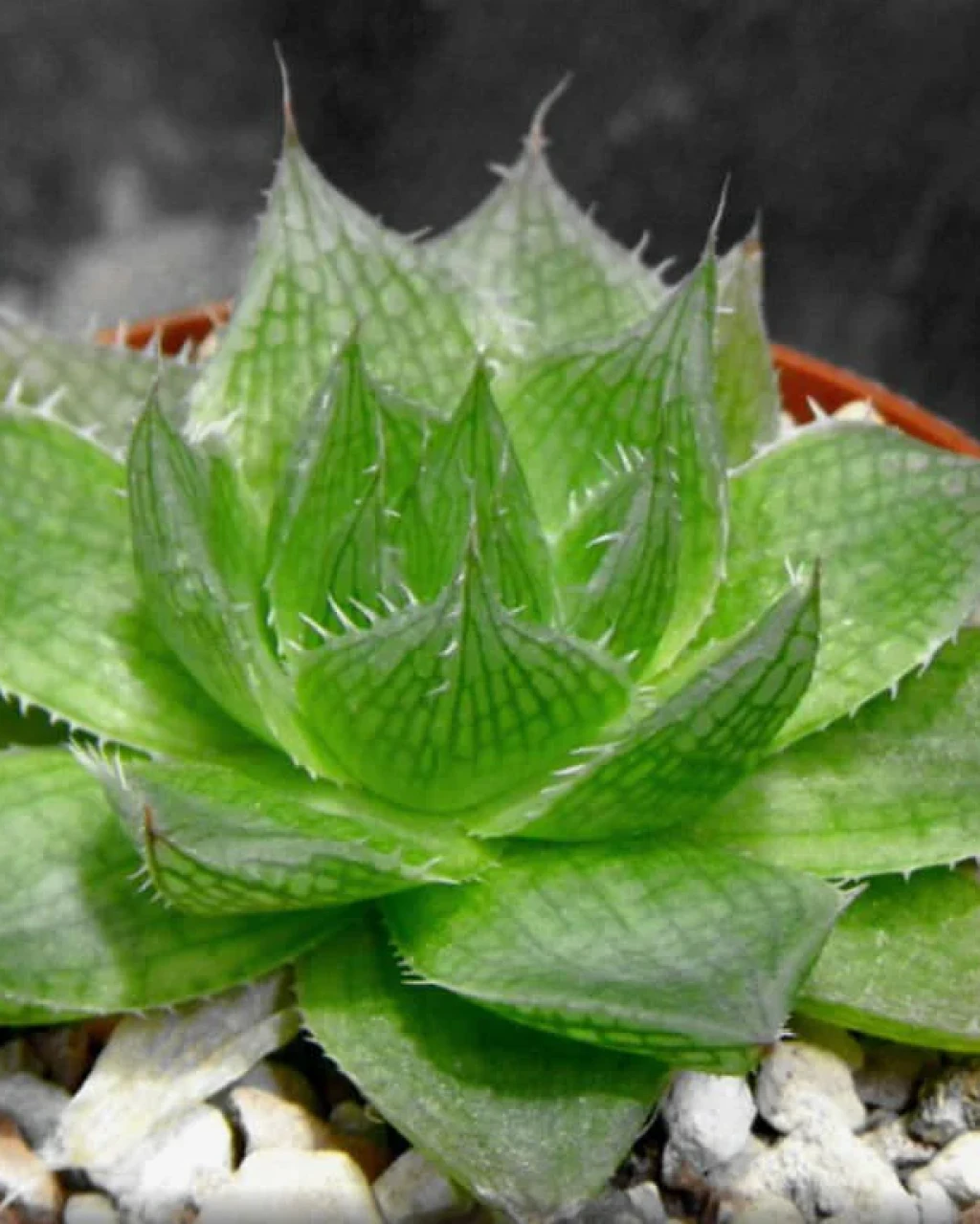 Haworthia decipiens
