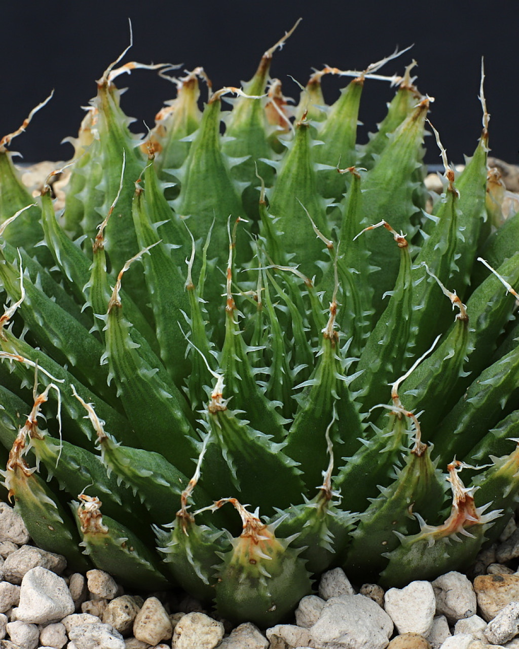 Haworthia decipiens var. cyanea