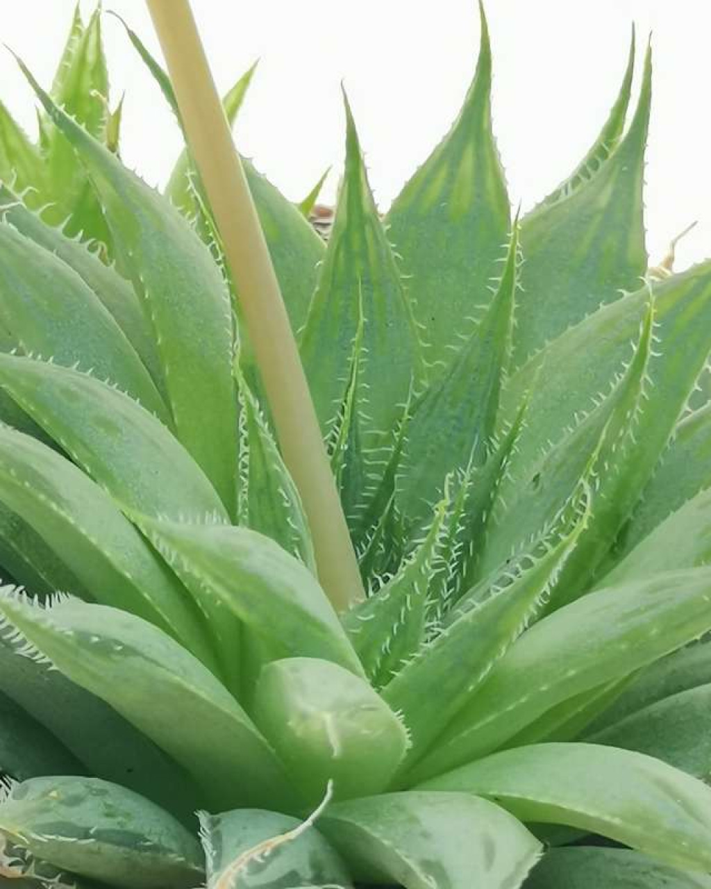 Haworthia decipiens var. minor