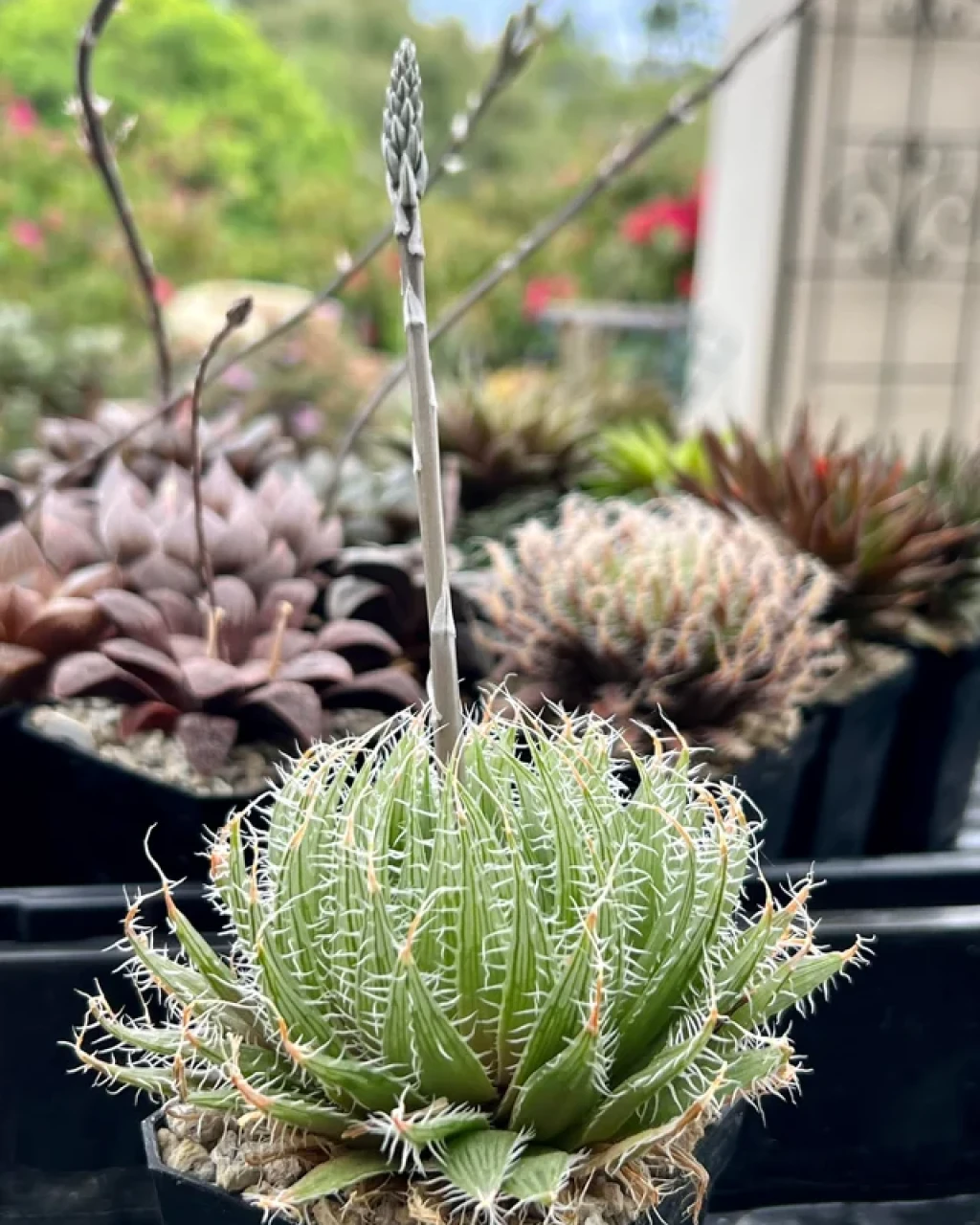 Haworthia decipiens var. virella